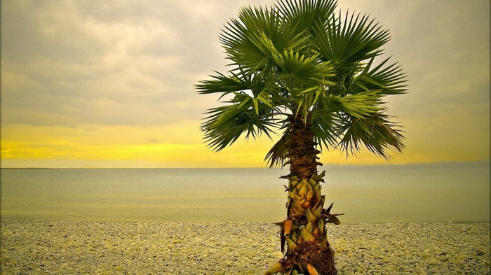 Palm tree on a pebble beach by the sea