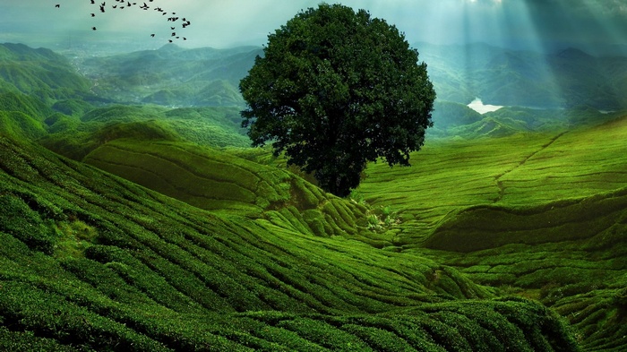 A lone tree on rolling green hills with birds flying