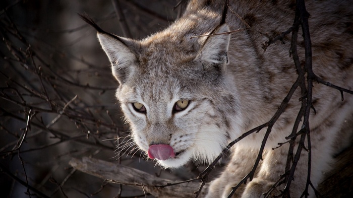Lynx licking its nose in branches