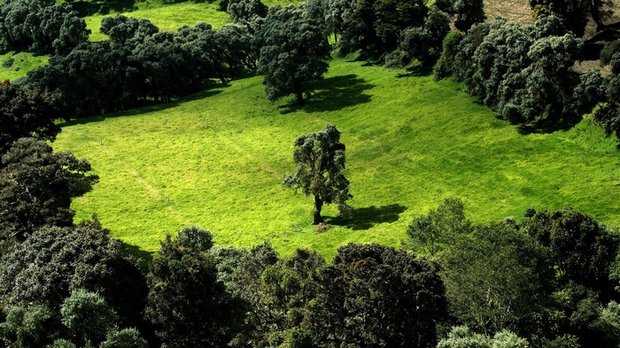 A lone tree in a vibrant green meadow surrounded by dark trees