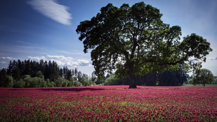 Large oak tree in a field of red flowers