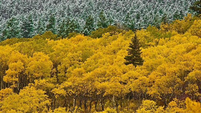 Autumn forest with snow-dusted evergreen trees