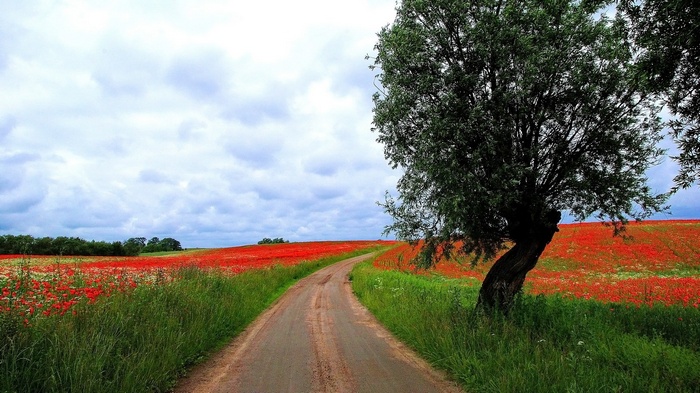 Dirt road through a poppy field with a tree