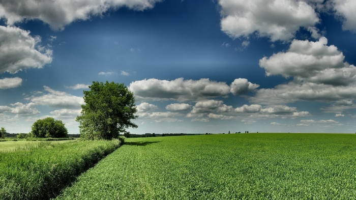 Green field under a cloudy blue sky