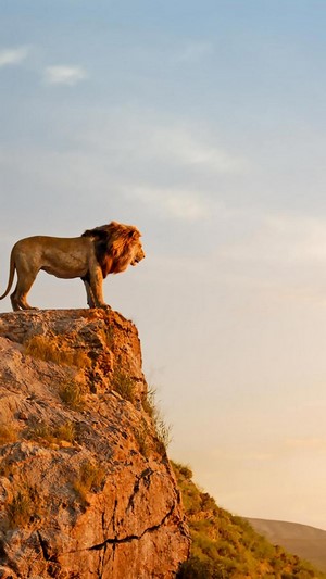 Lion on a cliff overlooking a landscape