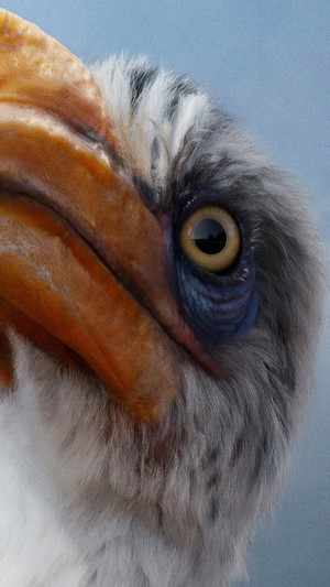 Zazu from The Lion King