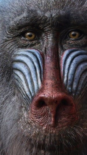 Rafiki from The Lion King