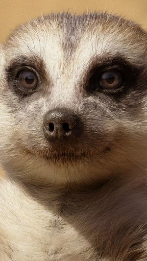 Timon from The Lion King