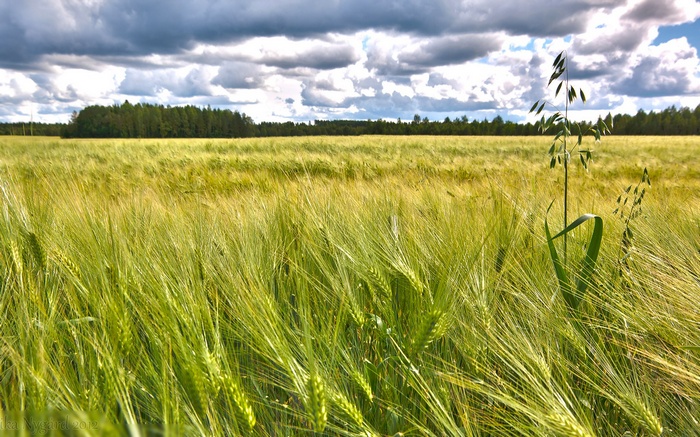 Field of green wheat under a cloudy sky