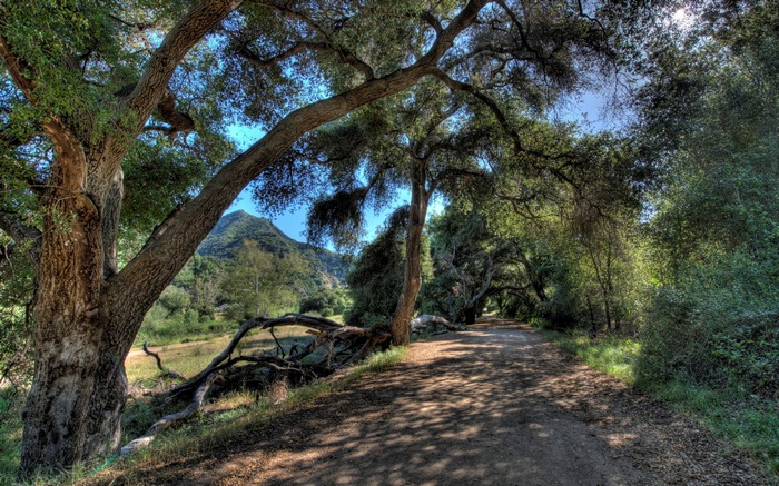 Dirt path through a forest with trees and a mountain