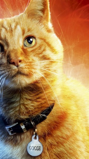 Goose the Cat from Captain Marvel