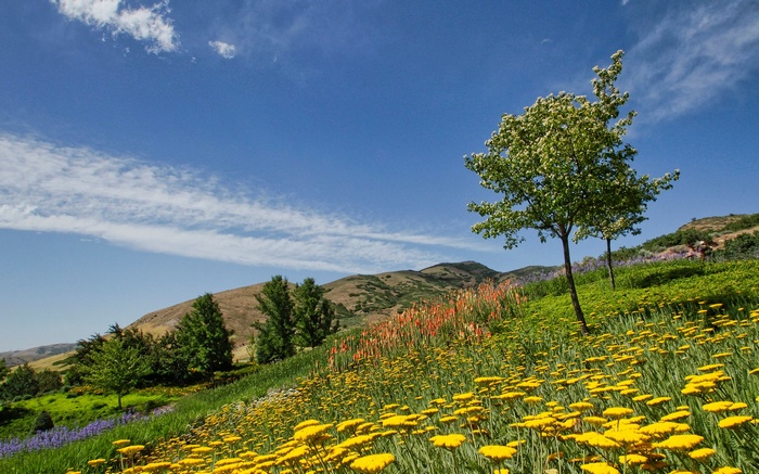 Hillside with yellow flowers and trees under blue sky