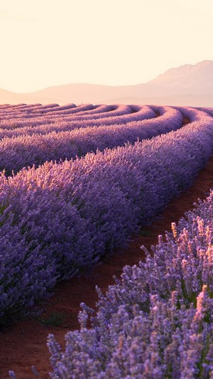Lavender field at sunrise