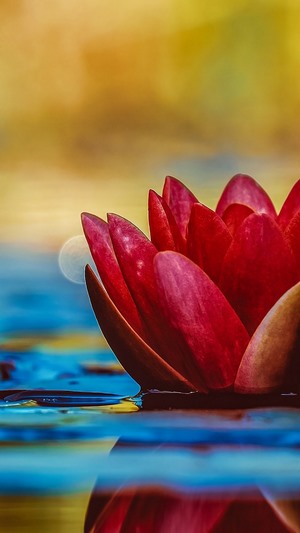 Red Lotus Flower Floating on Water