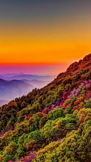 Colorful Mountain Forest at Sunset