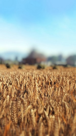 Wheat field with farm buildings in the background