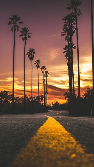 Palm trees line a road at sunset