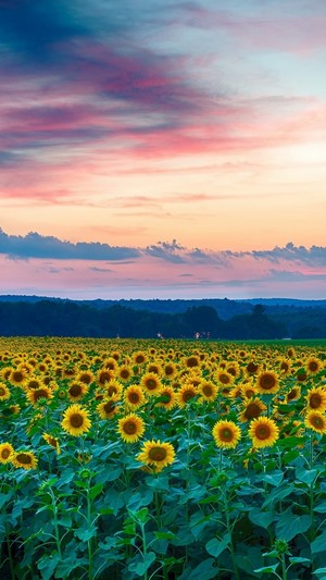 Field of Sunflowers at Sunset