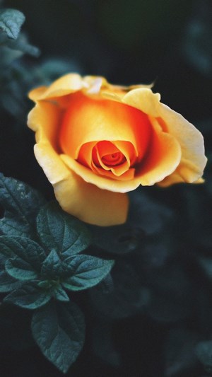 Orange Rose Flower