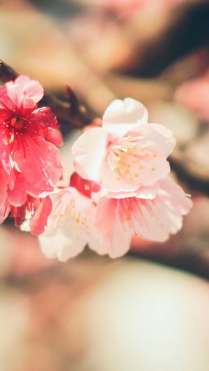 Pink and white cherry blossoms on a branch