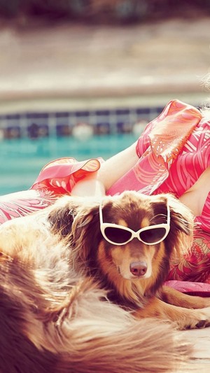 Dog wearing sunglasses by the pool
