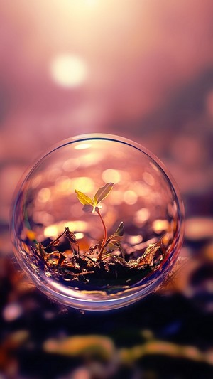Plant seedling in a bubble