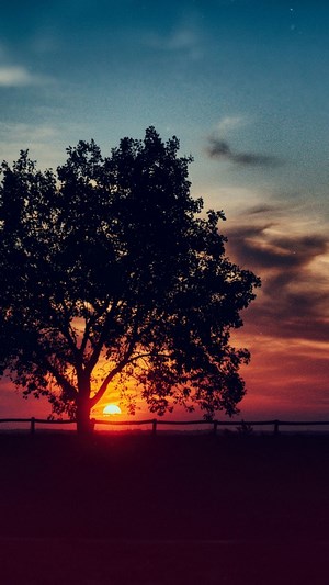Silhouette of a tree against a sunset sky