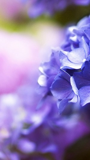 Purple Flower Close Up Nature