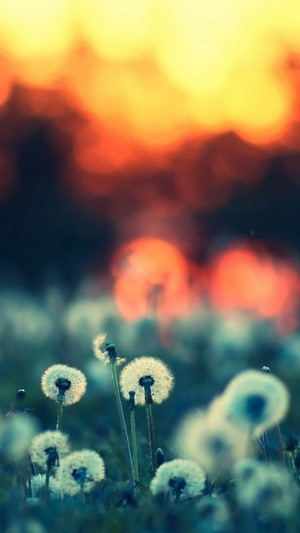 Dandelions in soft focus with bokeh background