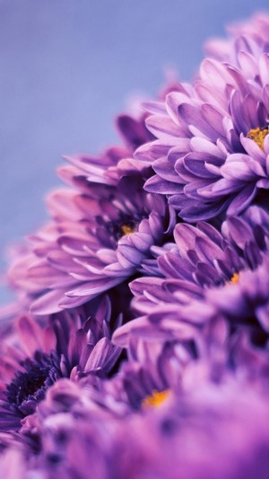 Purple Chrysanthemum Flowers Close-up