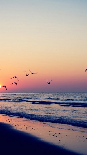 Birds flying over the sea at sunset