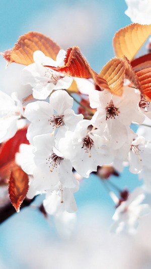 White Cherry Blossoms with Red Leaves