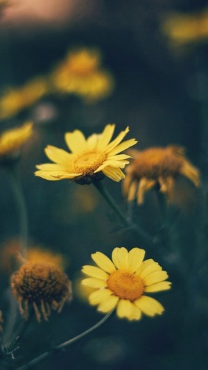 Yellow Daisies in a Field