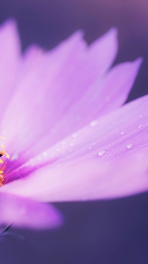 Purple flower with water droplets
