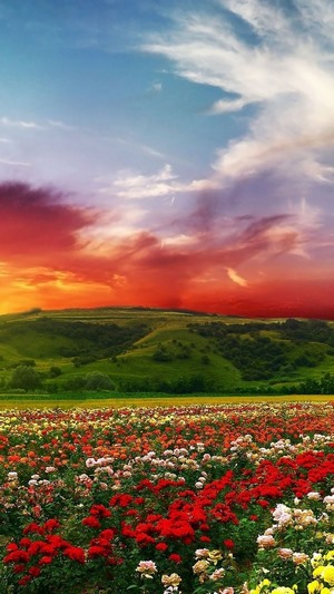 Flowers Landscape Sunset Nature Scenery Sky