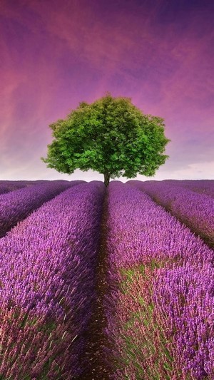 Tree in a Lavender Field at Sunset