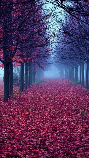 Forest path covered in red leaves with trees in fog