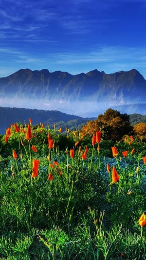 Orange flowers in front of misty mountains