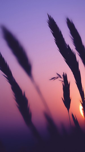 Silhouettes of grass against a sunset sky