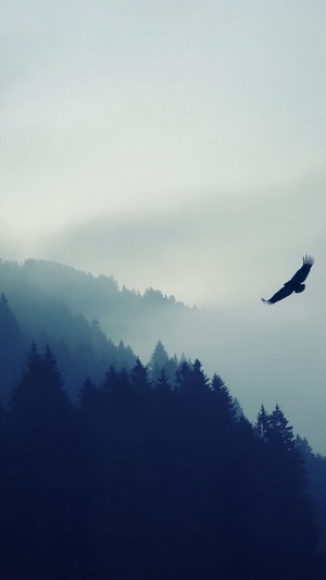 Eagle flying over misty mountains and forest