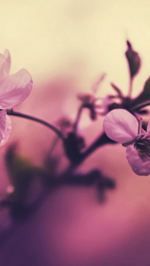 Pink cherry blossoms on a branch