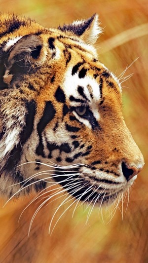 Tiger close-up portrait
