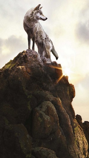 Wolf standing on a rocky outcrop at sunset