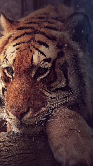 Tiger resting on a log