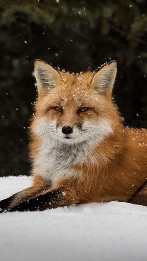 Red Fox in Snow