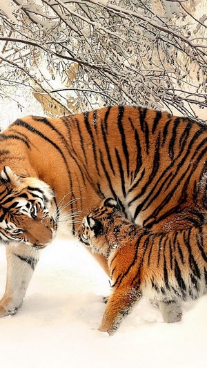 Mother Tiger and Cub in Snowy Forest