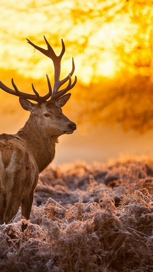 Deer in a frosty field at sunrise