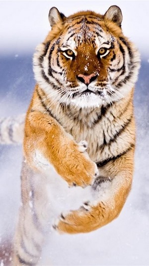 Tiger running in the snow