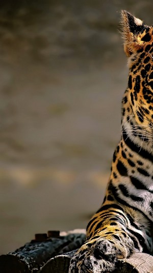 Leopard resting on logs
