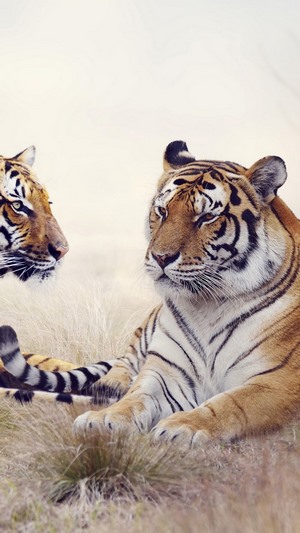 Two tigers resting in dry grass